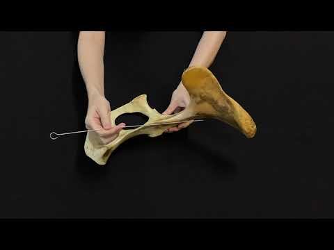 Строение и видовые особенности таза