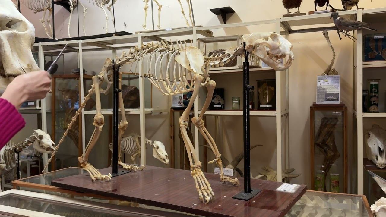 Интересное о леопарде  #anatomy #животные #vet #veterinary #biology