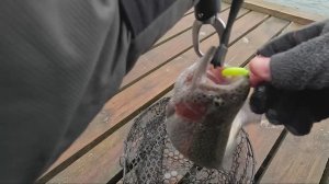 17 декабря 2025 года   РК Язь; Алексей наловился форели