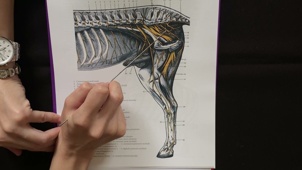 Крестцовое сплетение спинномозговых нервов