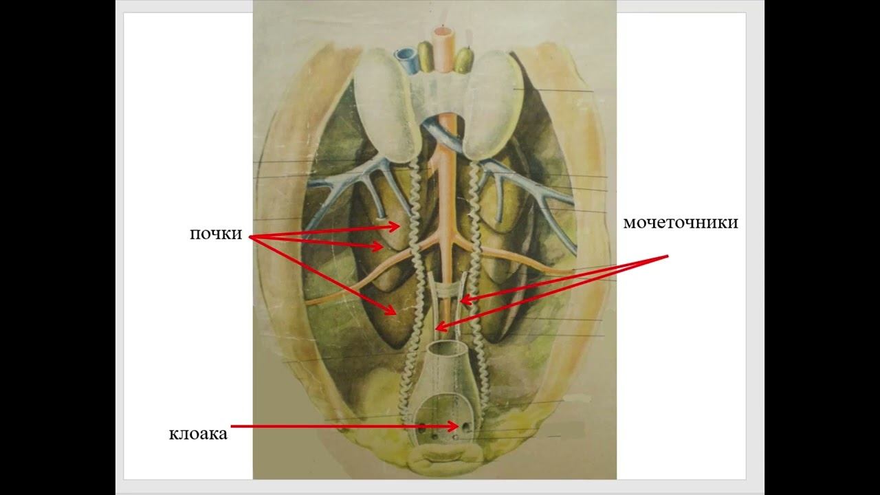 Особенности органов мочевыделения у птиц