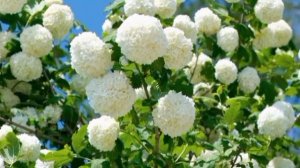 ИННА СУДАКОВА