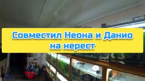 Совместил Неона и Данио на нерест