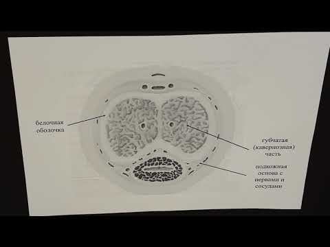 Строение полового члена самцов