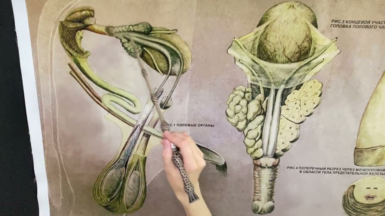 Строение семяпровода и семенного канатика