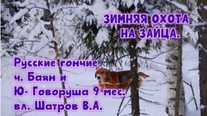 ЗИМНЯЯ ОХОТА НА ЗАЙЦА. Русские гончие ч. Баян и Ю- Говоруша 9 мес. вл. Шатров В.А.#ох#топ #hunting