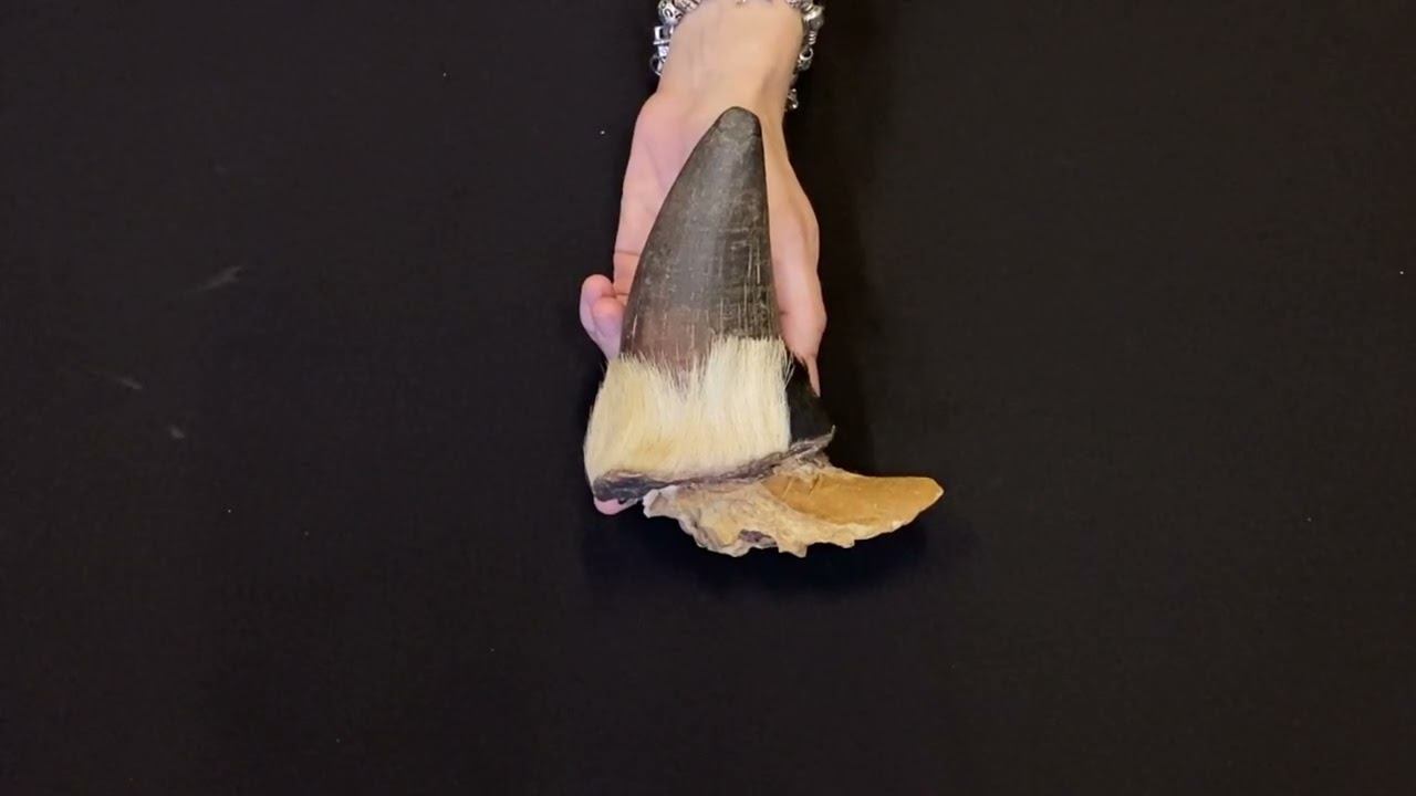 Строение рога