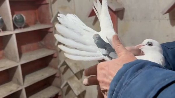 Николаевские голуби. Зима 2026, Липецкая область. 8 915 551-84-41. 4 янв. 2026.