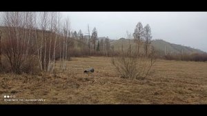Охота на медведя_Тыва_Весна 2024