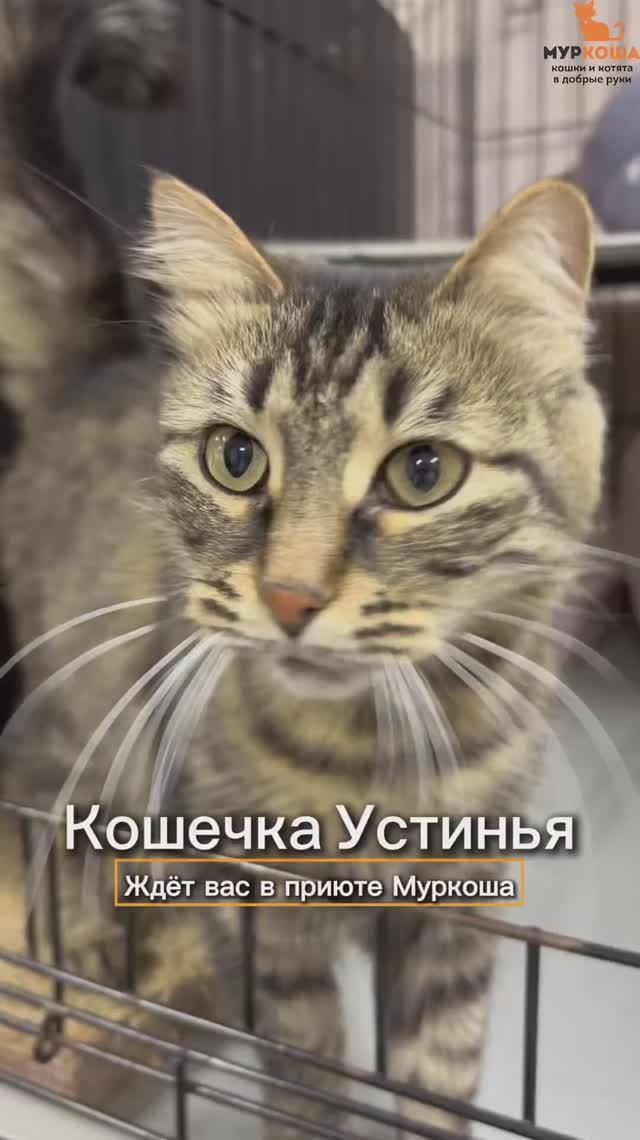 Устинья ждёт вас в приюте #Муркоша смотреть онлайн