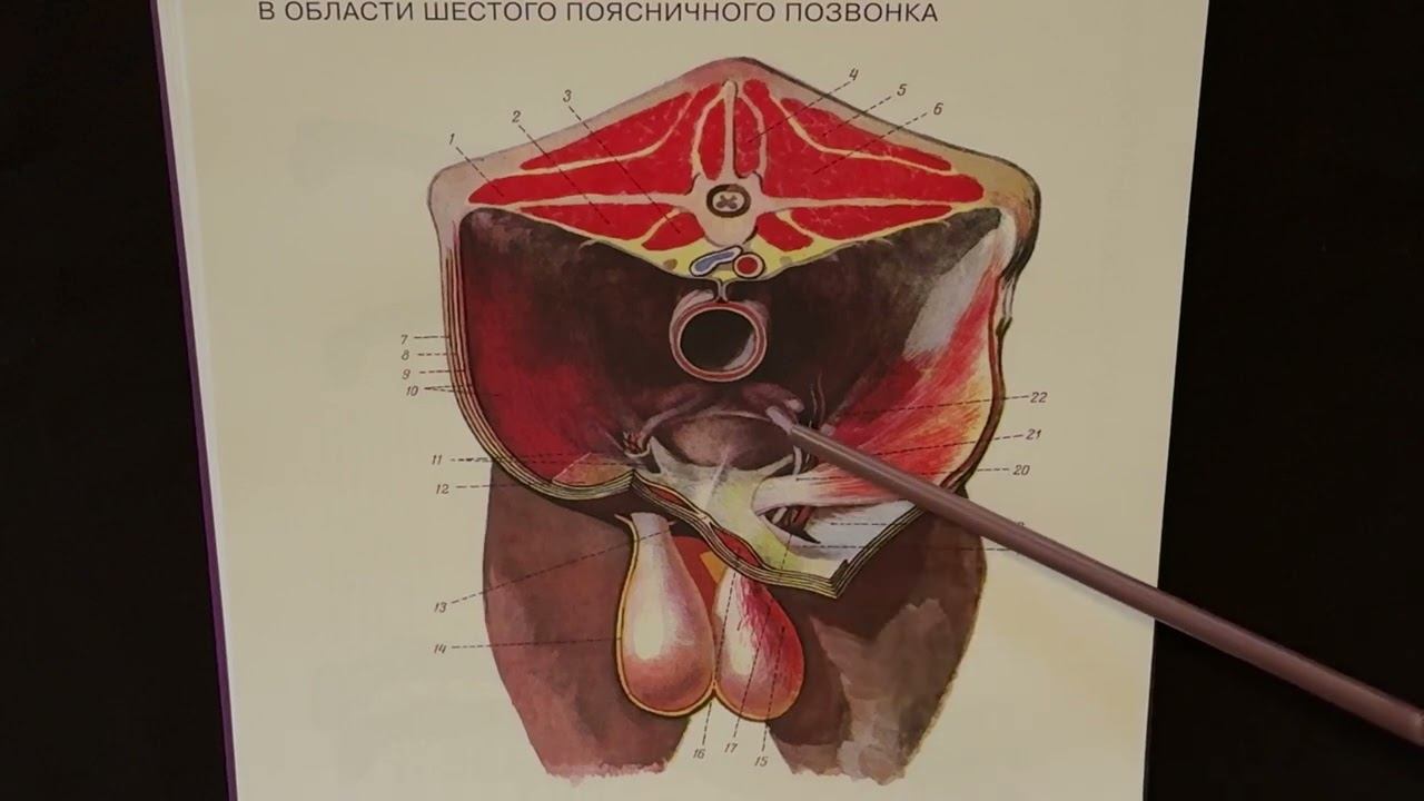 Паховый канал