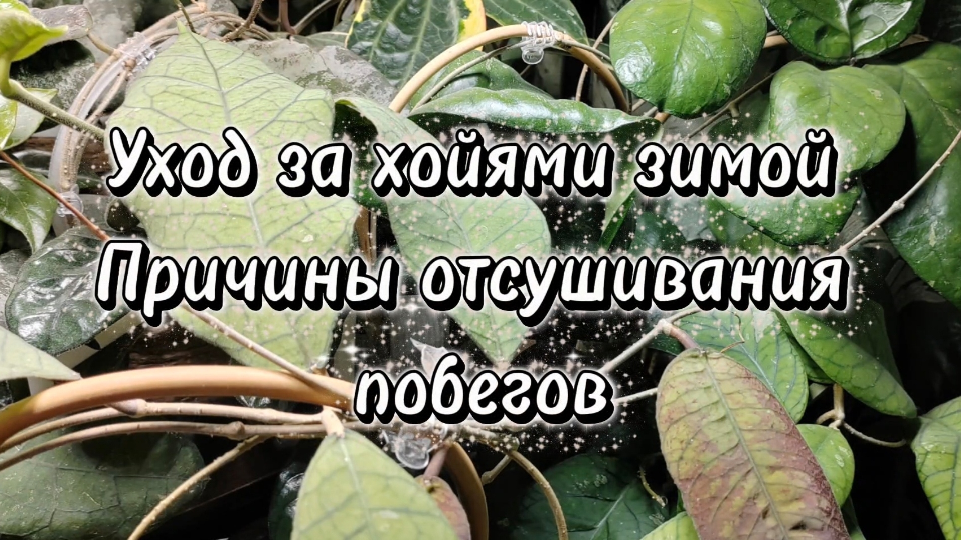 Уход за хойями в зимний период и не только | Причины засушивания побегов смотреть онлайн