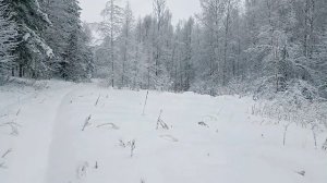 Гуляем по лесу.