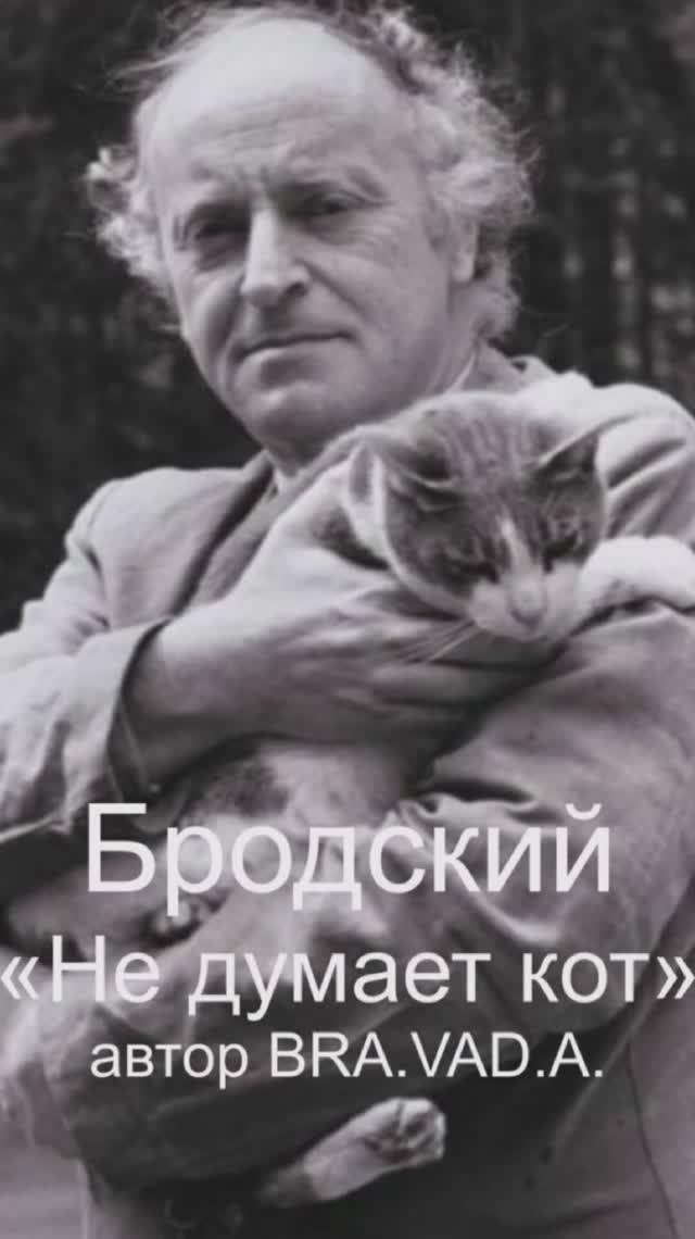 "Не думает кот" Альбом "Русский авангард" автор BRA.VAD.A. (Бравада) Copyright © Все права защищены