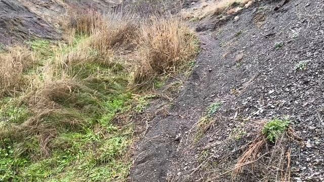 Посадка проросших желудей и миндаля в дикую природу Крыма!