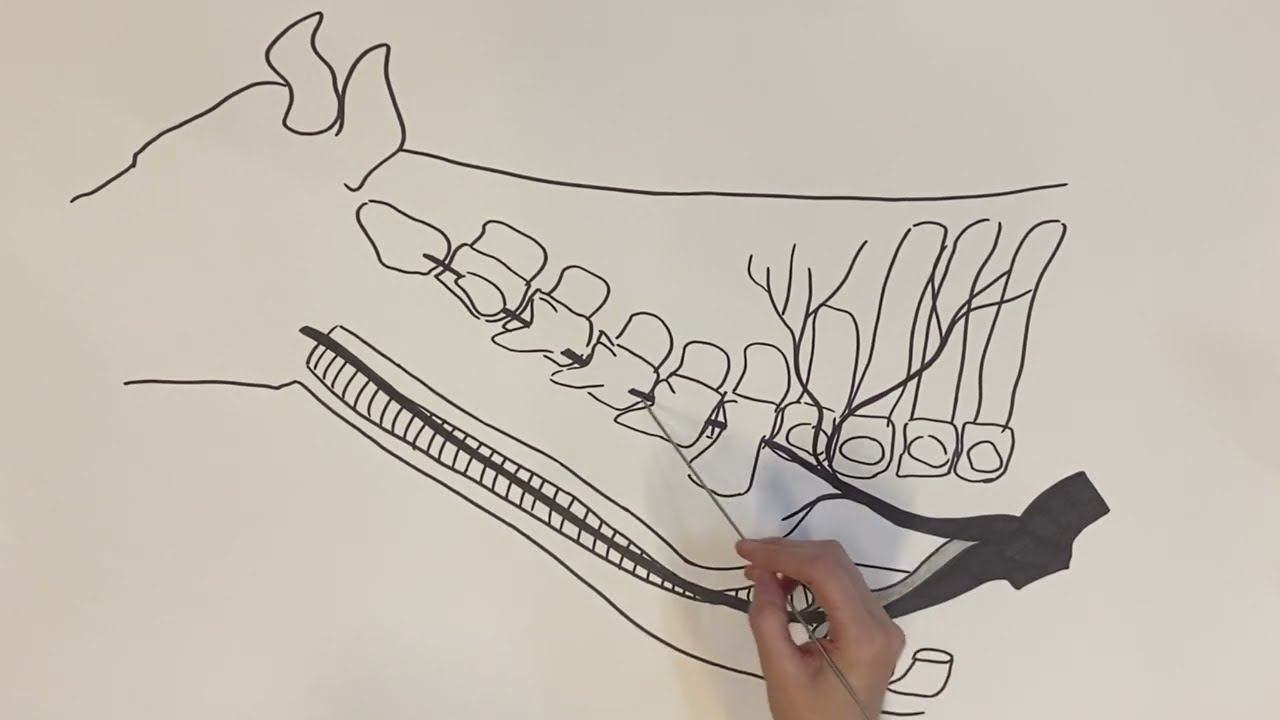 Дуга аорты (КРС)