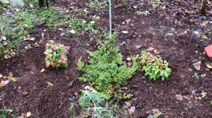 Южный сад в январе. Промежуточные результаты зимовки 🌿 5 января 2026.