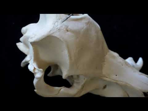 Строение теменной кости черепа свиньи