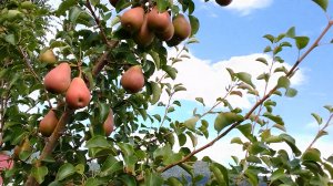 Интенсивный сад. Нужен ли такой Сибирякам? Отвечаю на вопросы