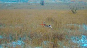 БСМП!!! ЗАЙЦЫ ИЗ-ПОД НОГ!!!