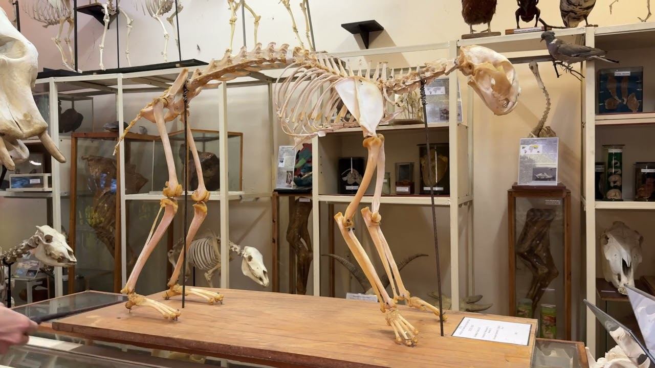 Интересное о рыси  #anatomy #животные #vet #veterinary #biology