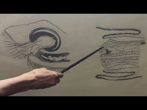 Строение и видовые особенности препуция