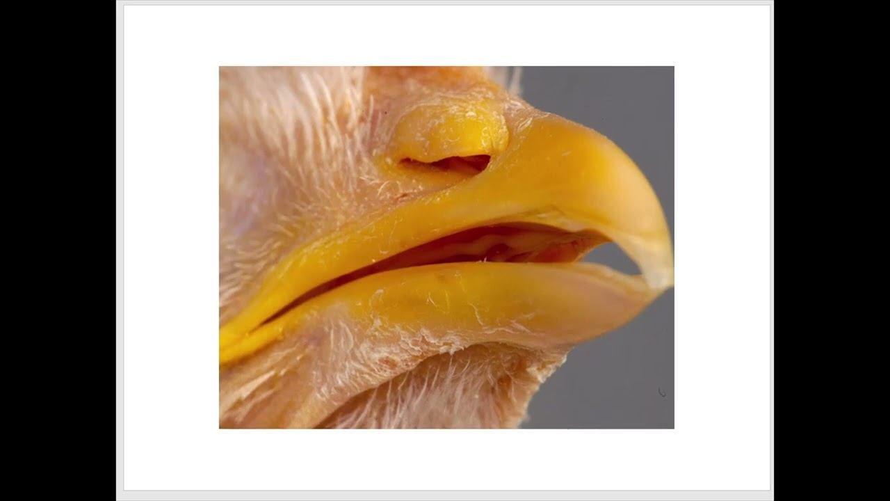 Особенности органов дыхания у птиц