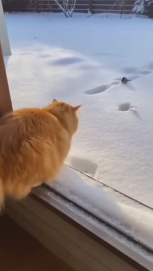 За синицей - в сугроб!