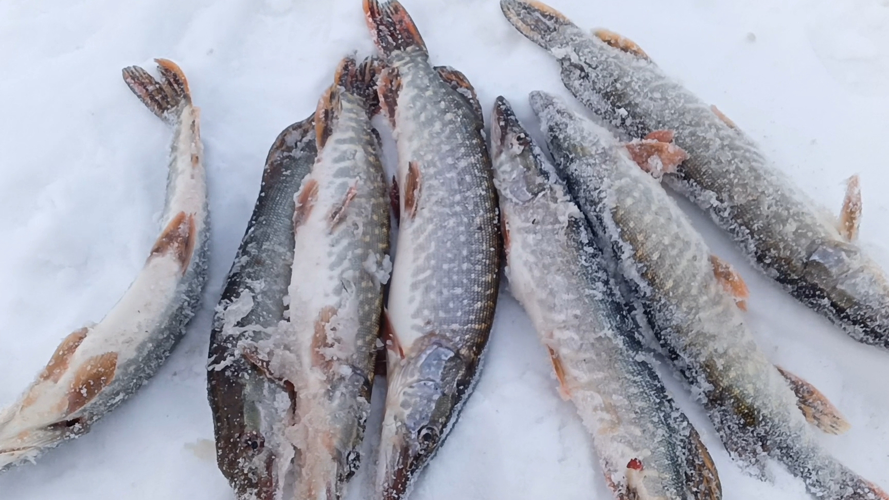 Жерлицы стреляют пачками,не успеваем бегать. смотреть онлайн