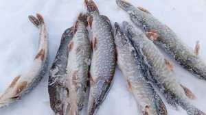 Жерлицы стреляют пачками,не успеваем бегать.