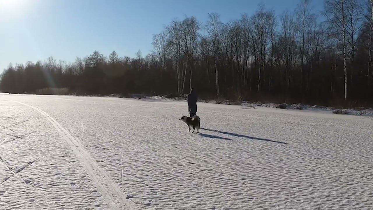 Собака гуляет