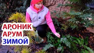 Ароник Арум уникальное ароидное растение для зимы