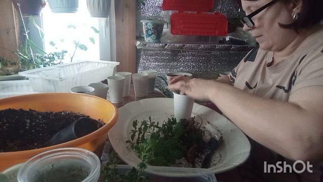 5-01-2026. Жизнь в деревне.Руки уже чешутся что то хочется сажать. смотреть онлайн