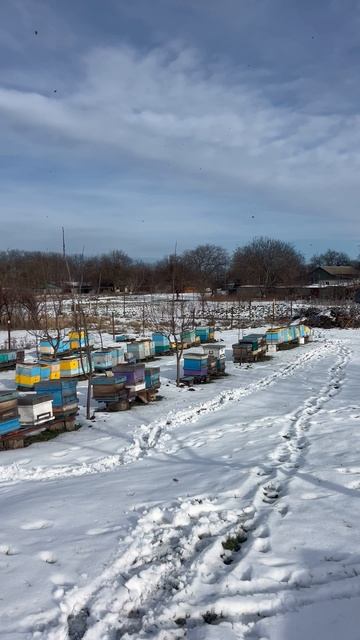 Январский облет пчел. смотреть онлайн