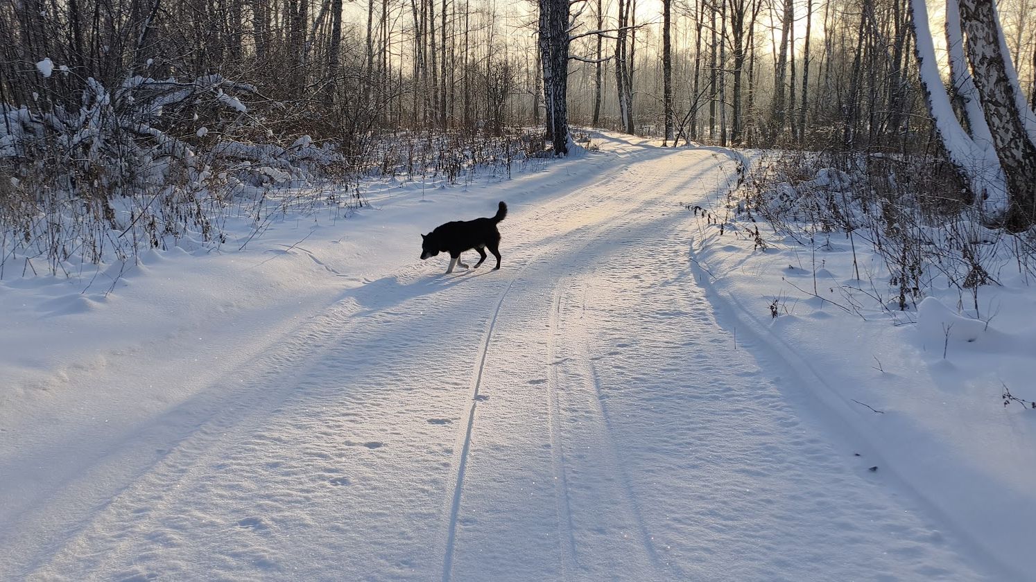 Канадский волк - гибрид. Первые дни нового года 2026. смотреть онлайн
