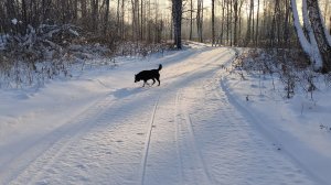 Канадский волк - гибрид. Первые дни нового года 2026.