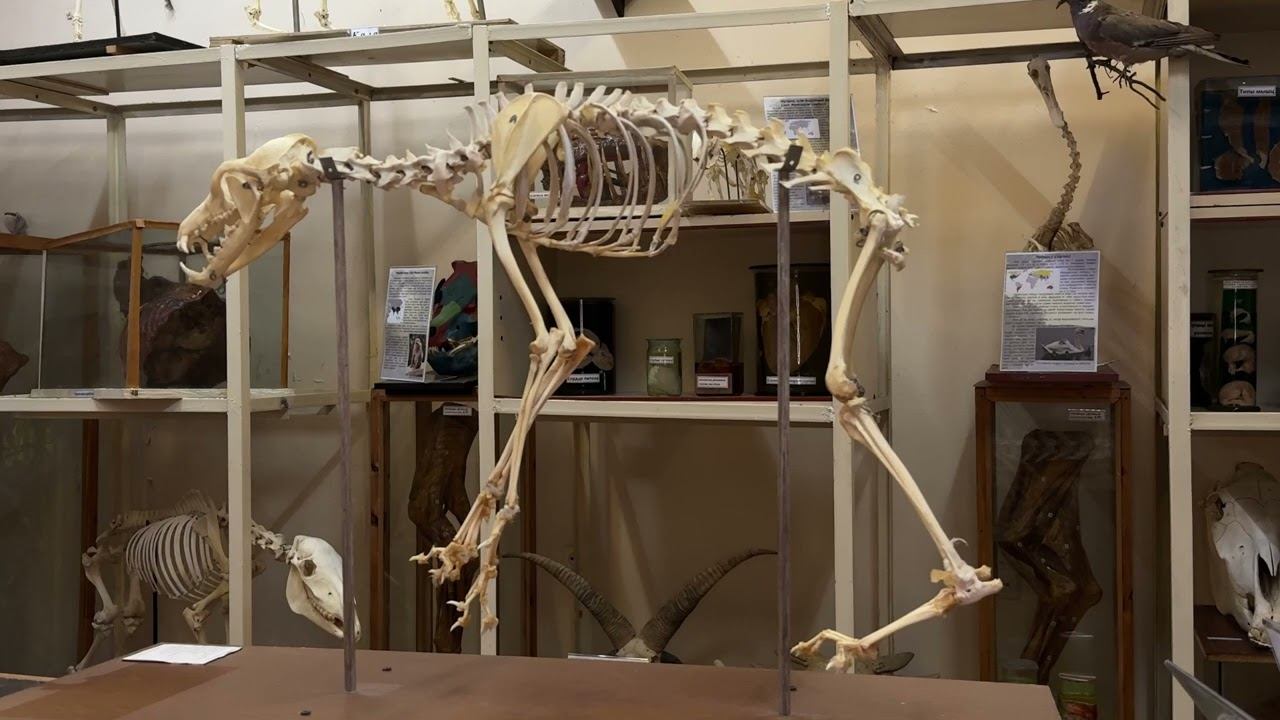 Интересное о лисице  #anatomy #животные #vet #veterinary #biology