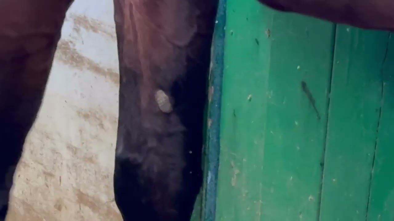 Запястный мякиш у лошади