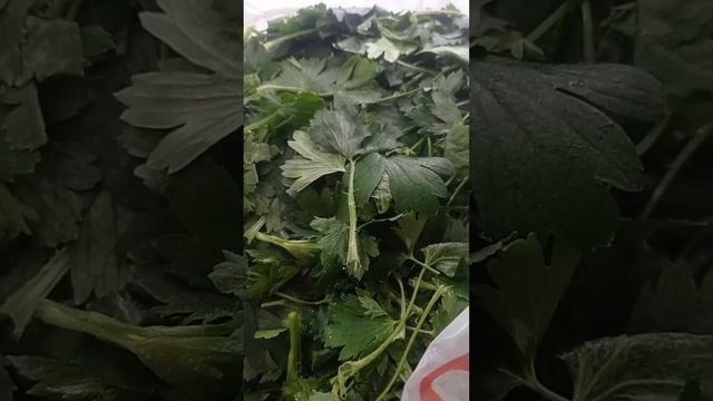 Делюсь рецептом приготовления чая из листьев смороди?