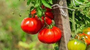 Сорта томатов устойчивые к фитофторозу