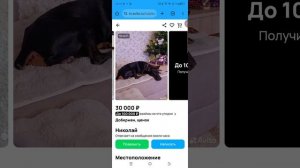 выбрала добермана и игрушки со шлейкой