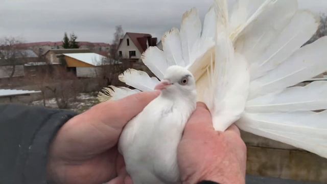 Голубиный питомник у Николая. 89155518441. 22 дек. 2024. смотреть онлайн