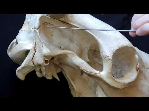 Строение височной кости черепа КРС