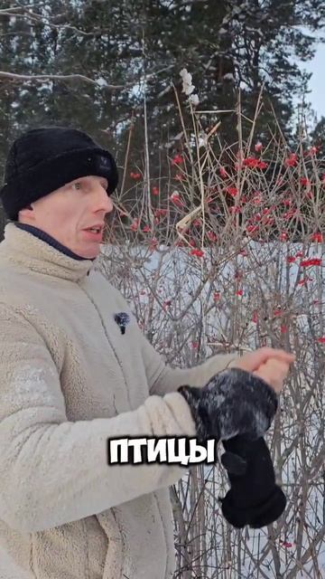 КАЛИНА КРАСНАЯ