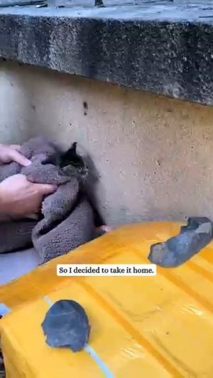 День за днём этот маленький котенок учился снова доверять людям