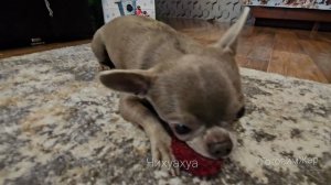 Чихуахуа в гневе