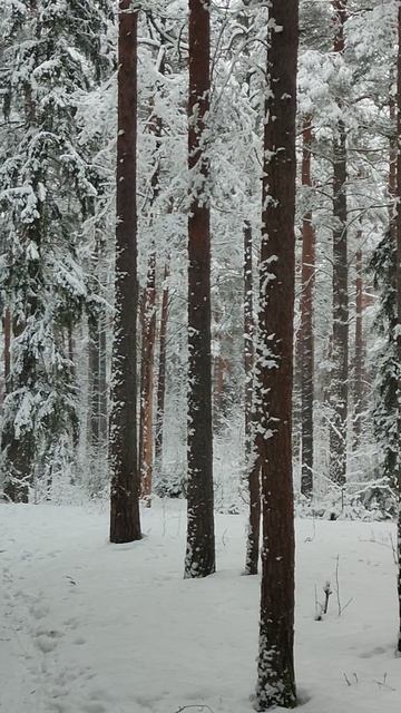 Красота в зимнем лесу / Сосновый бор / Достопримечательности города Дубна
