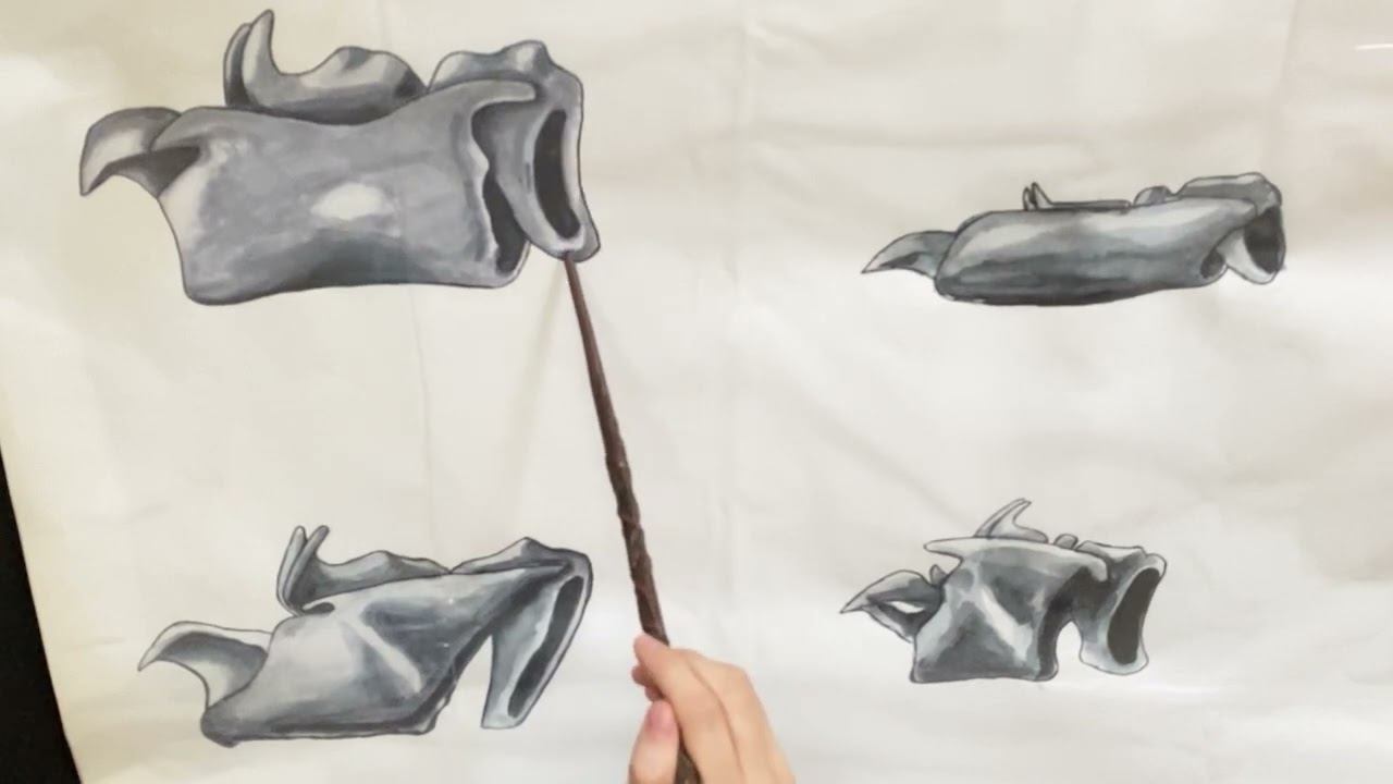 Строение и видовые особенности гортани