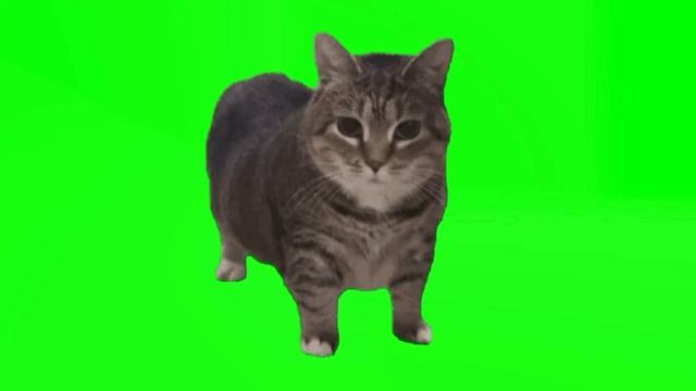 Кот UI UIA ТОЛЬКО АНИМАЦИЯ на зелёном фоне 10 МИНУТ