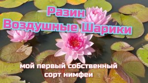 Разин Воздушные Шарики - мой первый сорт нимфеи
